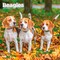 BrownTrout; Beagles | 2027 12 x 24 Inch (Hanging) Monthly Square Wall Calendar | Plastic-Free; Category:Wall Calendars; Image:2
